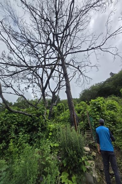 산림내 고사목 주변 접근금지 주의보